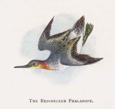 The Red-necked Phalarope by Alexander Francis Lydon